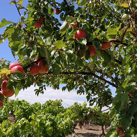 Oda ve Kahvaltı Osante