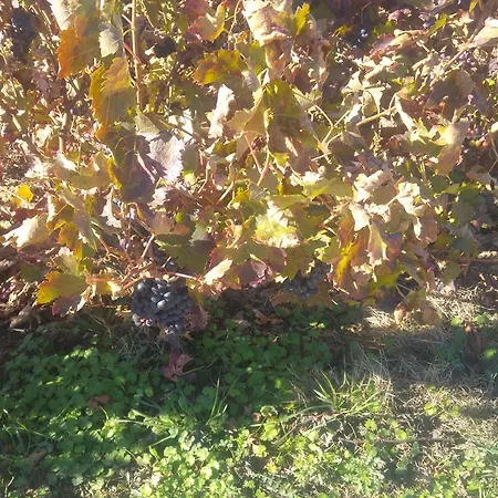 Oda ve Kahvaltı Osante Labastida