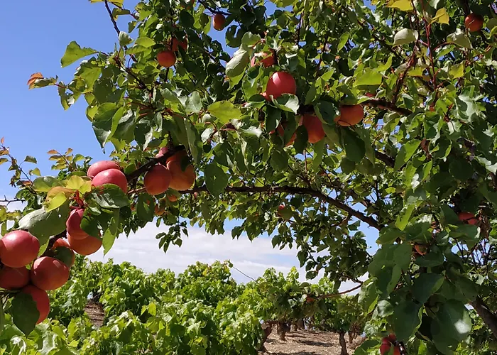 Bed & Breakfast Osante