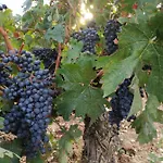 Alojamento de Acomodação e Pequeno-almoço Osante Labastida