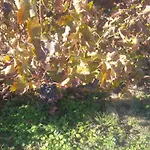 Alojamento de Acomodação e Pequeno-almoço Osante Labastida