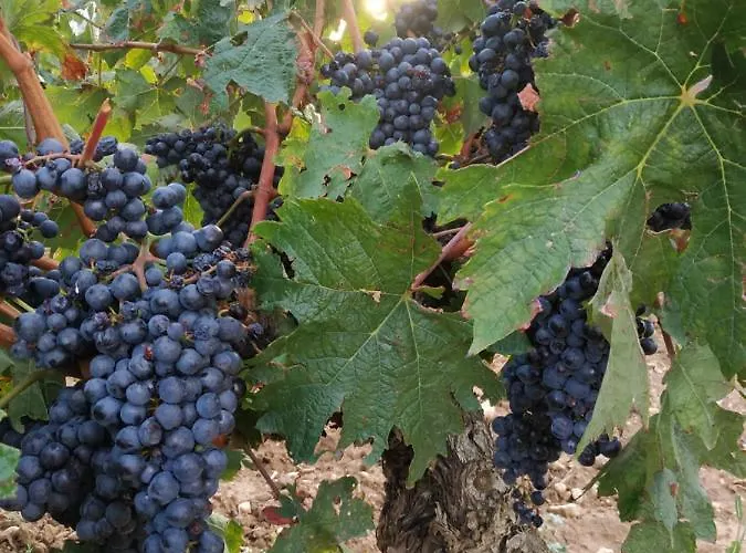 Bed & Breakfast Osante Labastida